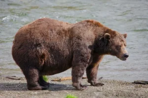 Fat Bear Week: Bucky Dent Dethrones Chunk, Family Drama Intensifies