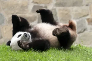 China's Pandas Arrive in Atlanta for 10-Year Stay