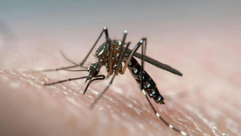 A mosquito is seen in close-up as it feeds on human skin.