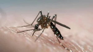 A mosquito is seen in close-up as it feeds on human skin.