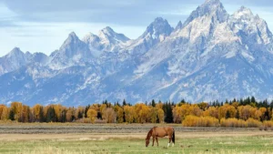 A horse grazes in a grassy field with a backdrop of majestic mountains and autumn-colored trees.