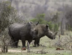 Two rhinos stand together in a natural, dry landscape with sparse vegetation.