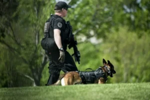A police officer and a K-9 unit are seen in a grassy area, with the dog wearing a tactical vest.