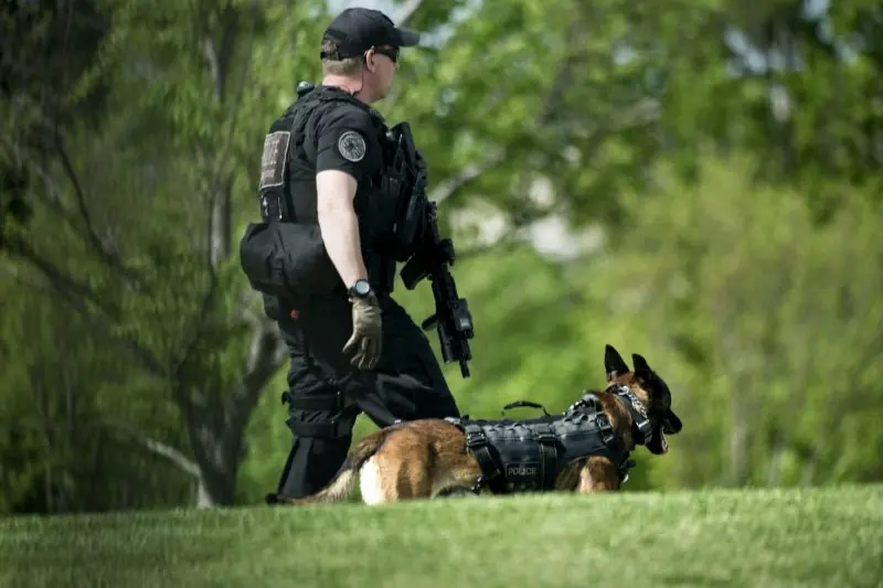 A police officer and a K-9 unit are seen in a grassy area, with the dog wearing a tactical vest.