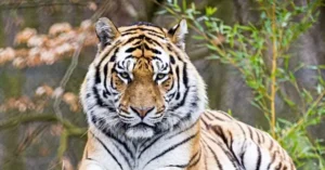 The image shows a close-up of a majestic tiger resting in a natural setting with greenery in the background.