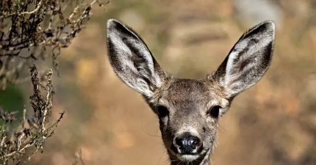 The image shows a close-up of a deer with large, alert ears, set against a blurred natural background.