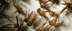 The image shows a collection of preserved mosquitoes, likely used for scientific or educational purposes.