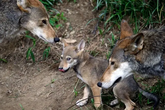 A wolf and her pups are seen in a natural setting, with the adult wolf gently interacting with one of the pups.