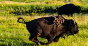 A bison runs across a grassy field, with another bison in the background.