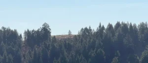 The image shows a dense forest with tall evergreen trees under a clear blue sky.