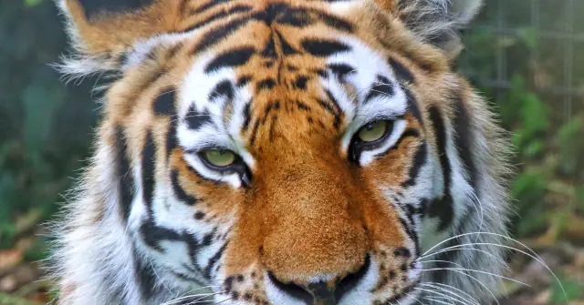 The image shows a close-up of a tiger's face, highlighting its striking orange fur with black stripes and piercing green eyes.