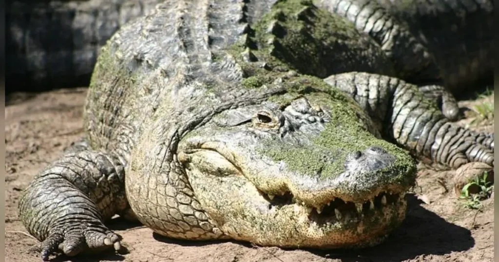 A large crocodile rests on the ground, its scaly skin and sharp teeth clearly visible.