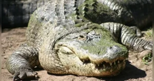 A large crocodile rests on the ground, its scaly skin and sharp teeth clearly visible.