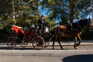 A horse-drawn carriage is being driven by a man in a top hat and formal attire, set against a backdrop of trees and a sunny day.