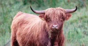 A Highland cow with long, shaggy hair and curved horns stands in a grassy field.