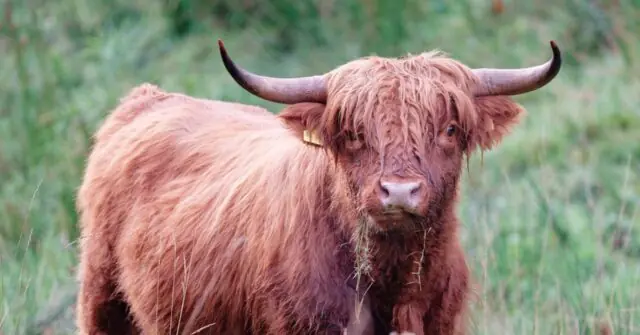 A Highland cow with long, shaggy hair and curved horns stands in a grassy field.