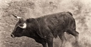 The news photo depicts a bull standing in a barren, open field.