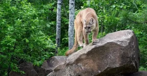 A mountain lion is seen climbing on a large rock in a lush, green forest.