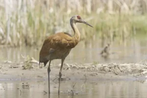 A sandhill crane stands in shallow water near a marshy area.