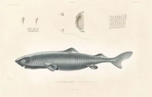 The image is a detailed scientific illustration of a fish, labeled as "Le Lémargue Boréal," showcasing its body, fins, and other anatomical features.