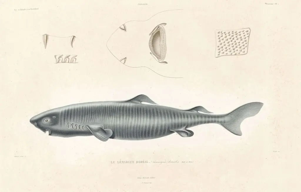 The image is a detailed scientific illustration of a fish, labeled as "Le Lémargue Boréal," showcasing its body, fins, and other anatomical features.