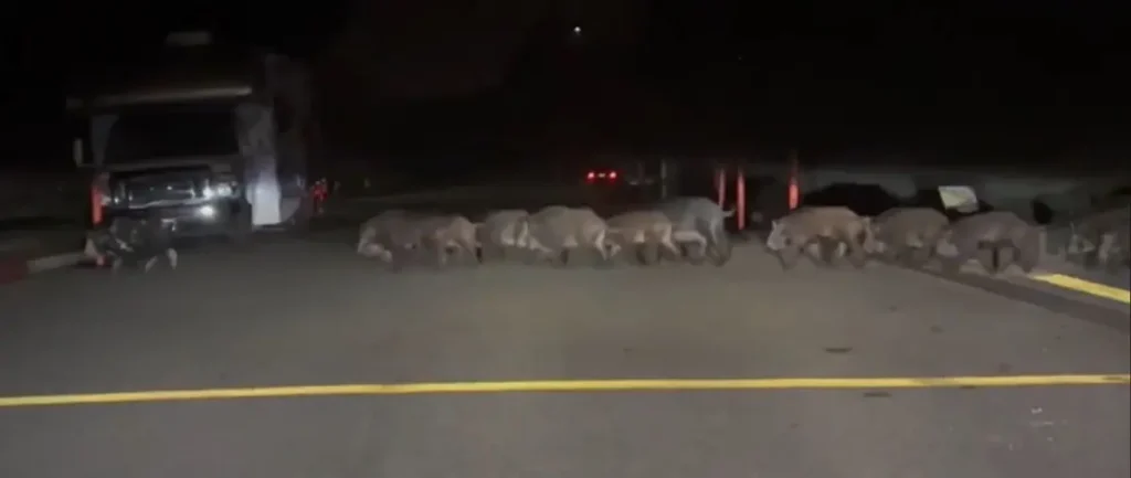 A group of elephants is seen crossing a road at night, with vehicles on either side.