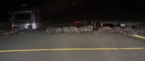 A group of elephants is seen crossing a road at night, with vehicles on either side.