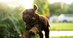 A playful puppy with a curly coat and an orange collar is captured in a sunny outdoor setting.